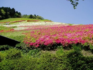 姫の沢公園4_JALAN_140704